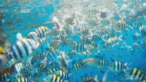 China Sebut ‘Ikan Mata-mata’ dan Perangkat Laut Asing Pantau Perairannya