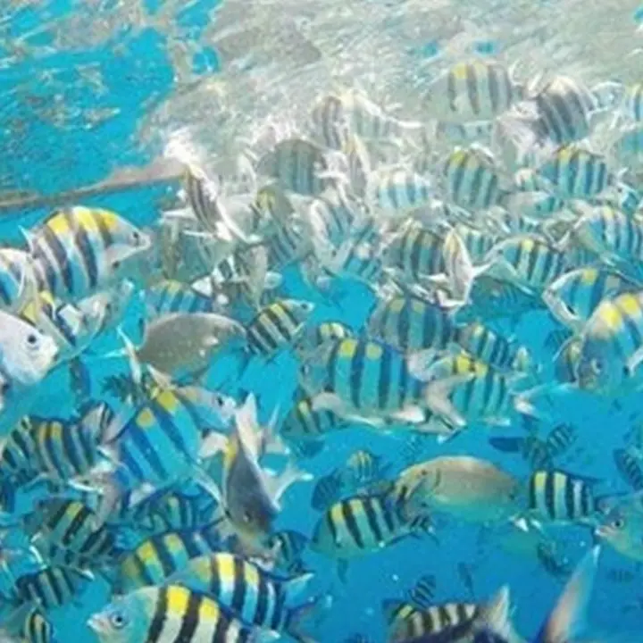 China Sebut ‘Ikan Mata-mata’ dan Perangkat Laut Asing Pantau Perairannya