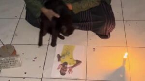 Kucing Peliharaan Pemilik Akun @salriz_76 ‘Dituduh’ Bikin Vinicius Gagal Cetak Gol