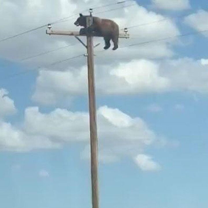 Beruang Mati Tragis Tersengat Listrik Usai Terjebak di Tiang New Mexico