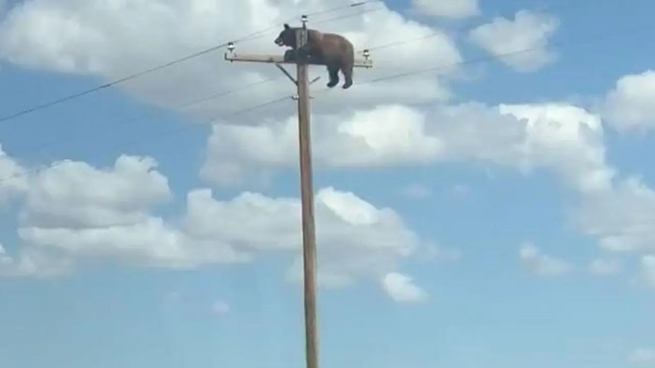 Beruang Mati Tragis Tersengat Listrik Usai Terjebak di Tiang New Mexico