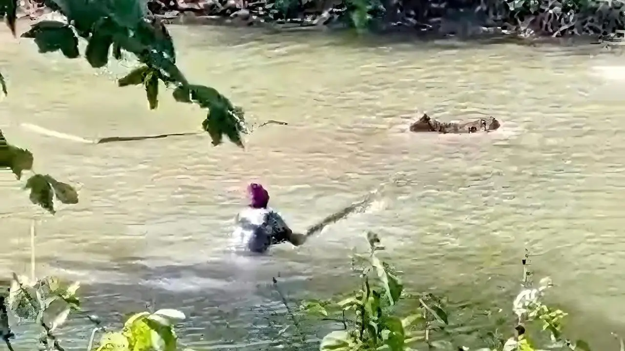 Buaya Muara Serang Ternak Warga di Sukabumi, Situ Habibie Diwaspadai