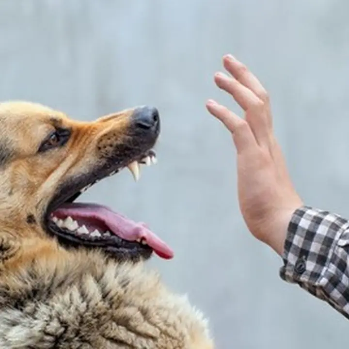 Nenek di Duren Sawit Diserang Tiga Anjing, Luka Di Kaki Kanan