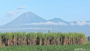TNBTS Tutup Jalur Pendakian Semeru 7–18 Agustus Untuk Hari Raya Karo