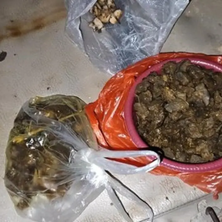 Polisi Tangkap Empat Tersangka Pembunuhan Tapir di Mesuji, Daging Dimasak Rica-Rica