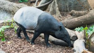 Tapir Dilindungi: Alasan, Aturan Hukum, dan Ancaman Sanksi