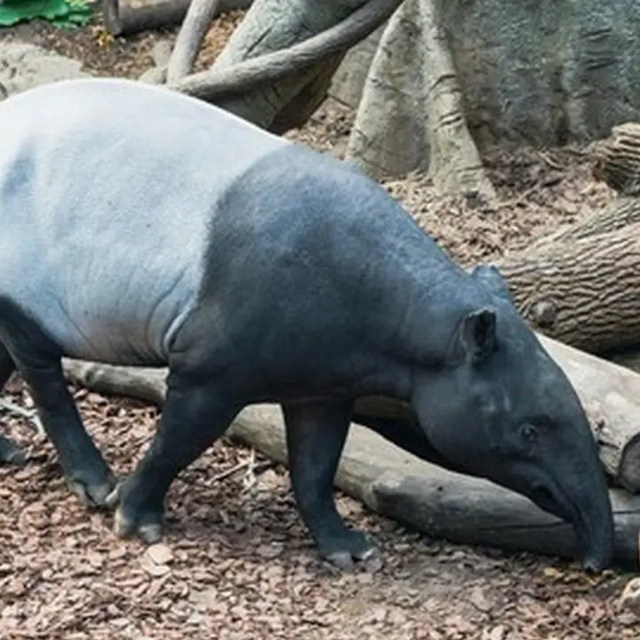 Tapir Dilindungi: Alasan, Aturan Hukum, dan Ancaman Sanksi