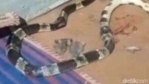 Anak 5 Tahun di Pekalongan Meninggal Setelah Dipatuk Ular Weling Saat Tidur