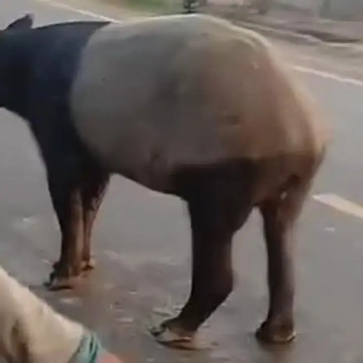 BKSDA Cek Video Tapir Berkeliaran di Jalinsum Register 45 Mesuji