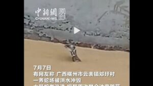 Banjir Di China Lepaskan Hampir 900 Ular Termasuk Kobra, Warga Digigit