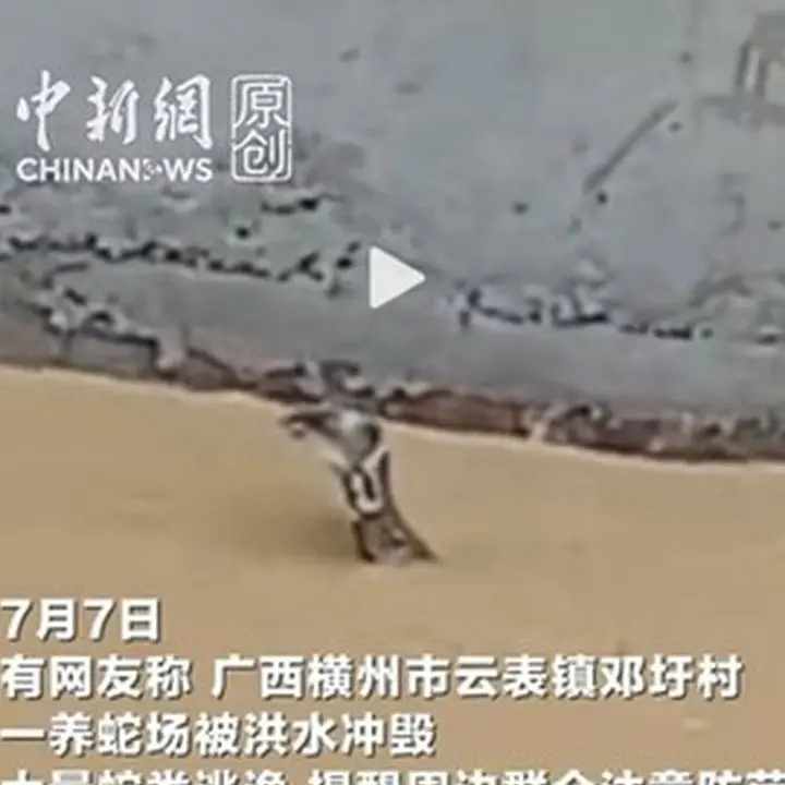 Banjir Di China Lepaskan Hampir 900 Ular Termasuk Kobra, Warga Digigit