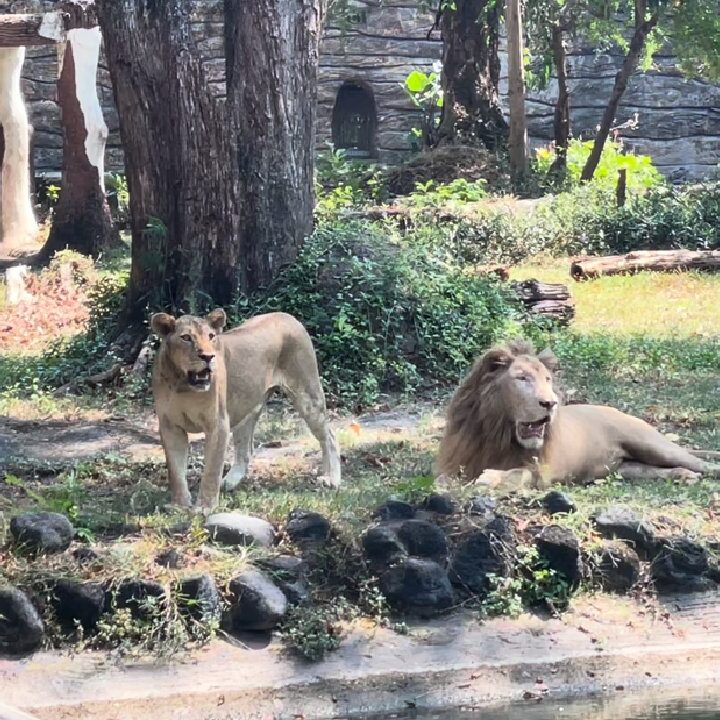 Foto Harimau Kurus Viral, Manajemen KBS Jelaskan Kondisi Satwa dan Dugaan Korupsi Pakan