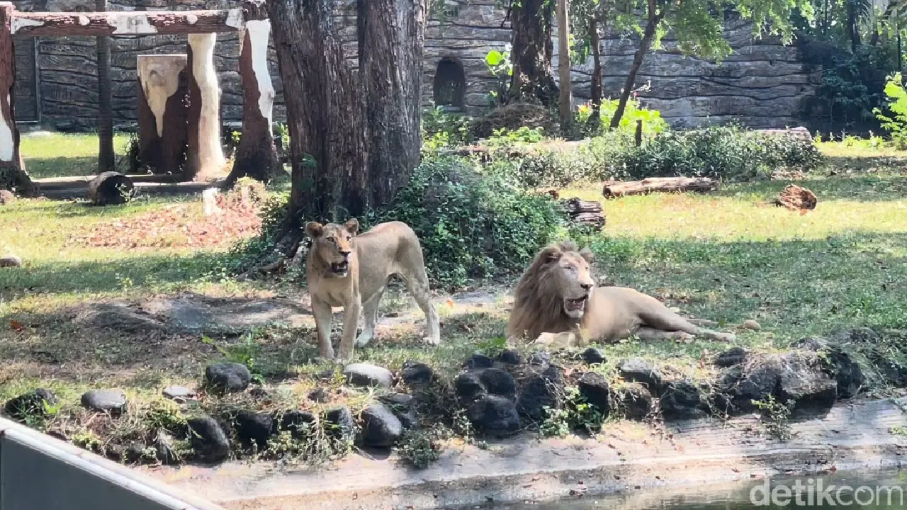 Foto Harimau Kurus Viral, Manajemen KBS Jelaskan Kondisi Satwa dan Dugaan Korupsi Pakan