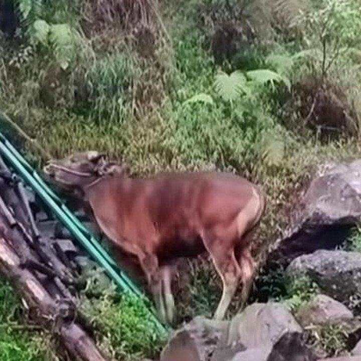 Heboh Pendaki Bawa Sapi ke Rinjani untuk Disembelih, Pengelola Tegaskan Larangan