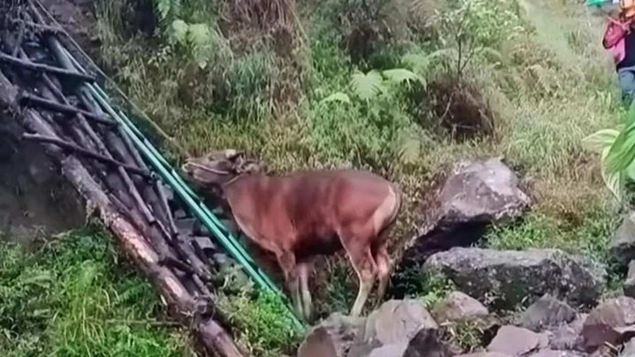 Heboh Pendaki Bawa Sapi ke Rinjani untuk Disembelih, Pengelola Tegaskan Larangan