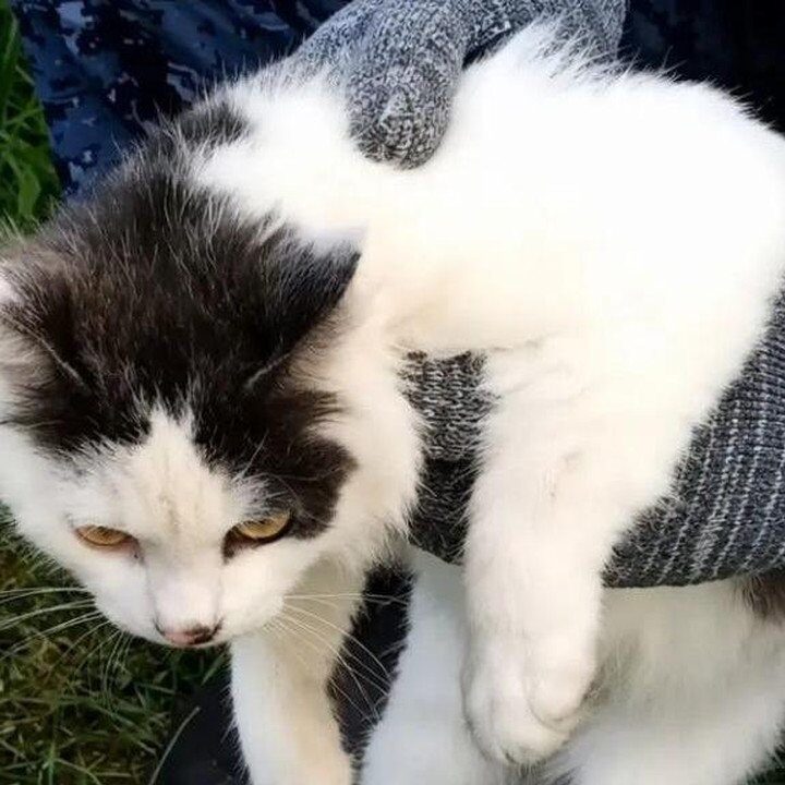 Kucing Terjaring Operasi: Diduga Jadi Kurir Narkoba ke Lapas Rusia
