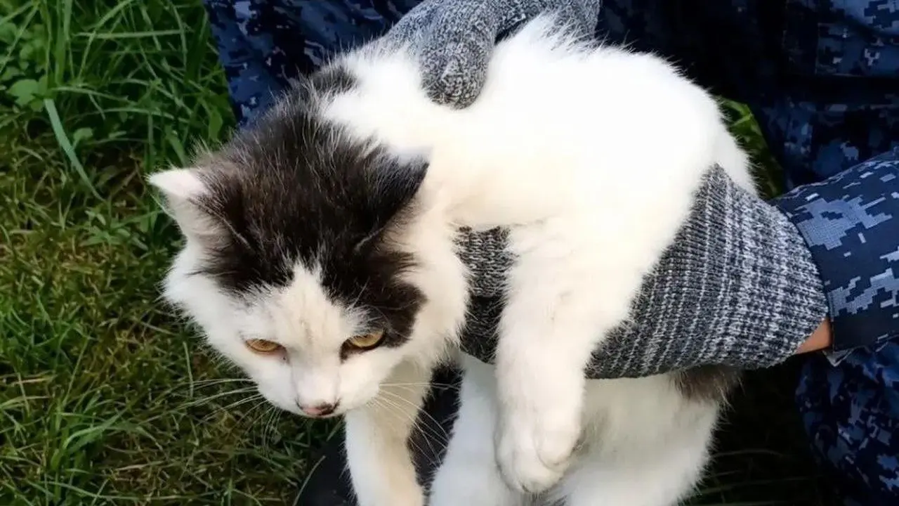 Kucing Terjaring Operasi: Diduga Jadi Kurir Narkoba ke Lapas Rusia
