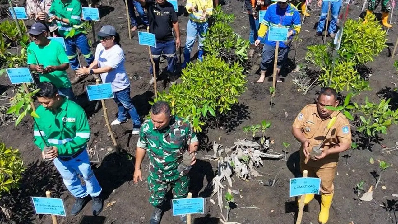 NHM dan Pemda Halut Bersinergi Lakukan Penanaman Mangrove di Halmahera Utara