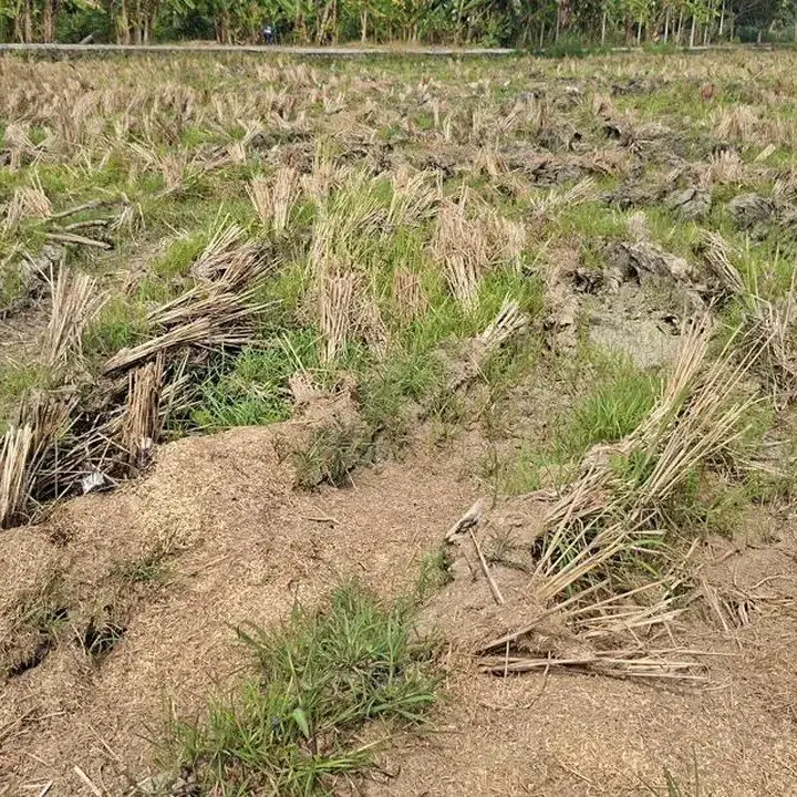 Petani Kasemen Hadapi Dilema Kekeringan, Gagal Tanam Padi di Musim Kemarau
