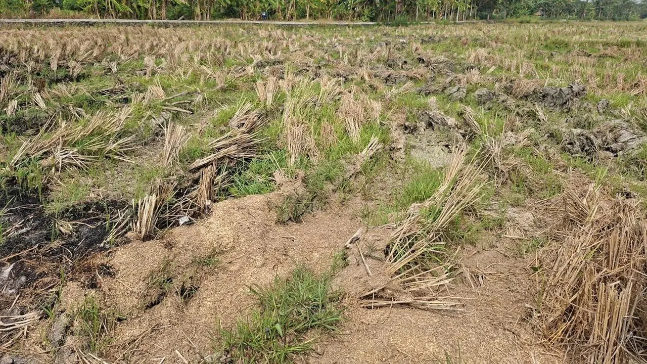 Petani Kasemen Hadapi Dilema Kekeringan, Gagal Tanam Padi di Musim Kemarau