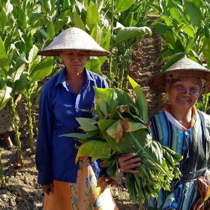 Petani Tembakau Tolak Pembatasan Nikotin, Kemenko PMK: Masih Jauh dari Penetapan