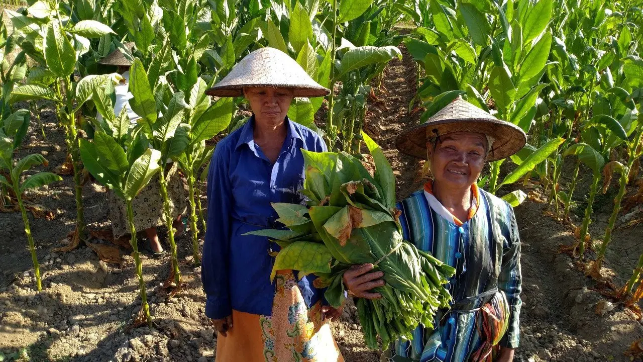 Petani Tembakau Tolak Pembatasan Nikotin, Kemenko PMK: Masih Jauh dari Penetapan