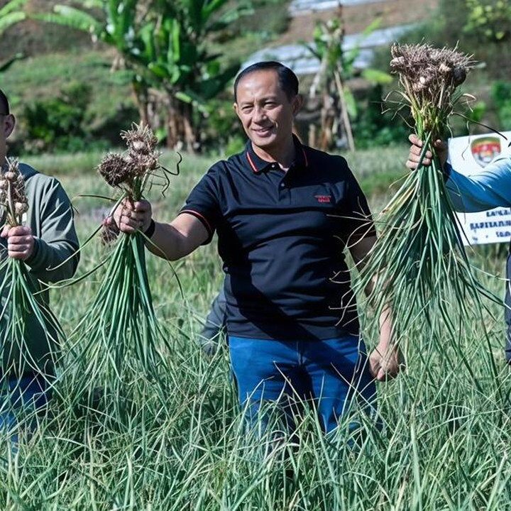 Satgas Pangan Polri Panen 1.470 Ton Bawang Putih di Lombok Timur, Budidaya Capai 534 Hektare