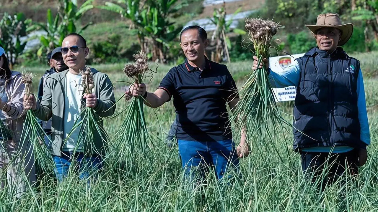 Satgas Pangan Polri Panen 1.470 Ton Bawang Putih di Lombok Timur, Budidaya Capai 534 Hektare