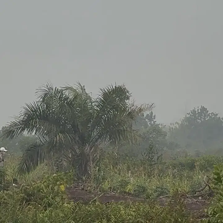 Kabut Asap Karhutla Selimuti Langit Sungai Raya, Warga Hirup Aroma Bakaran Daun