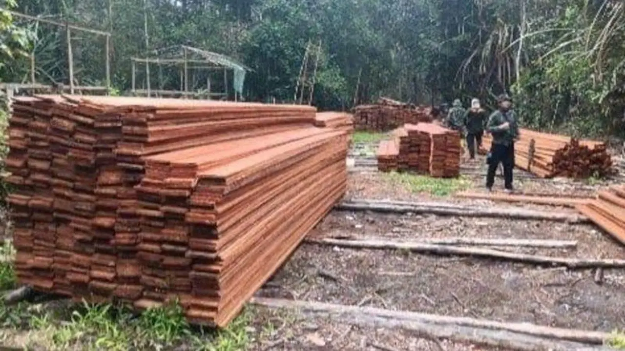 Pembalakan Liar di Suaka Margasatwa Kerumutan Riau Dibongkar, 6 Tersangka
