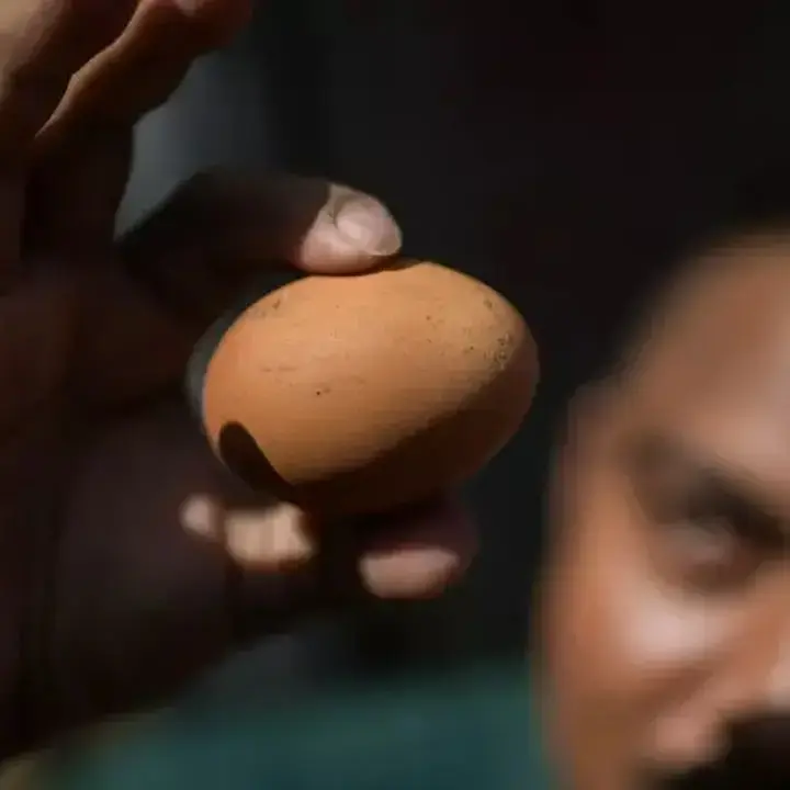 Pemerintah Andalkan SPHP Jagung dan Makan Bergizi Gratis Atasi Anjloknya Harga Telur