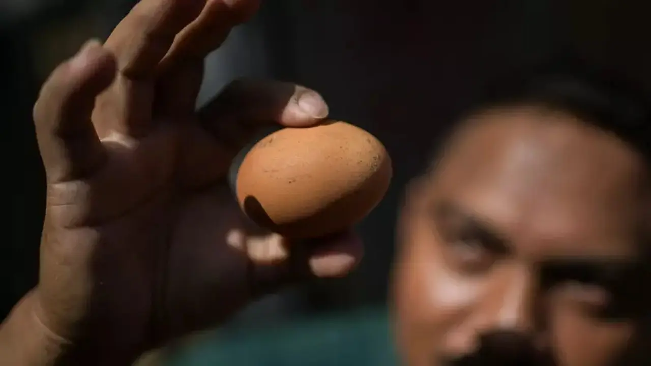 Pemerintah Andalkan SPHP Jagung dan Makan Bergizi Gratis Atasi Anjloknya Harga Telur
