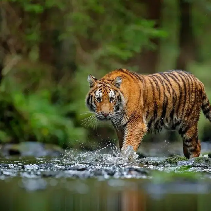 Pengunjung Nekat Buka Jendela Mobil Dekat Harimau di Taman Safari Bogor