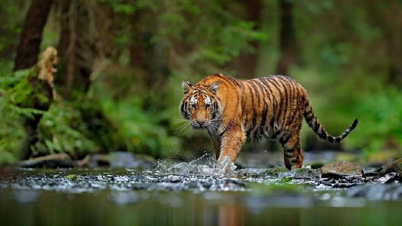 Pengunjung Nekat Buka Jendela Mobil Dekat Harimau di Taman Safari Bogor
