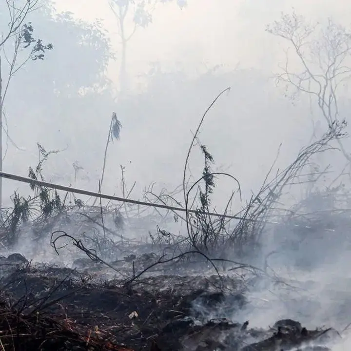 Titik Panas Karhutla di Kalimantan Meningkat, BNPB Perkuat Penanganan Udara dan Darat