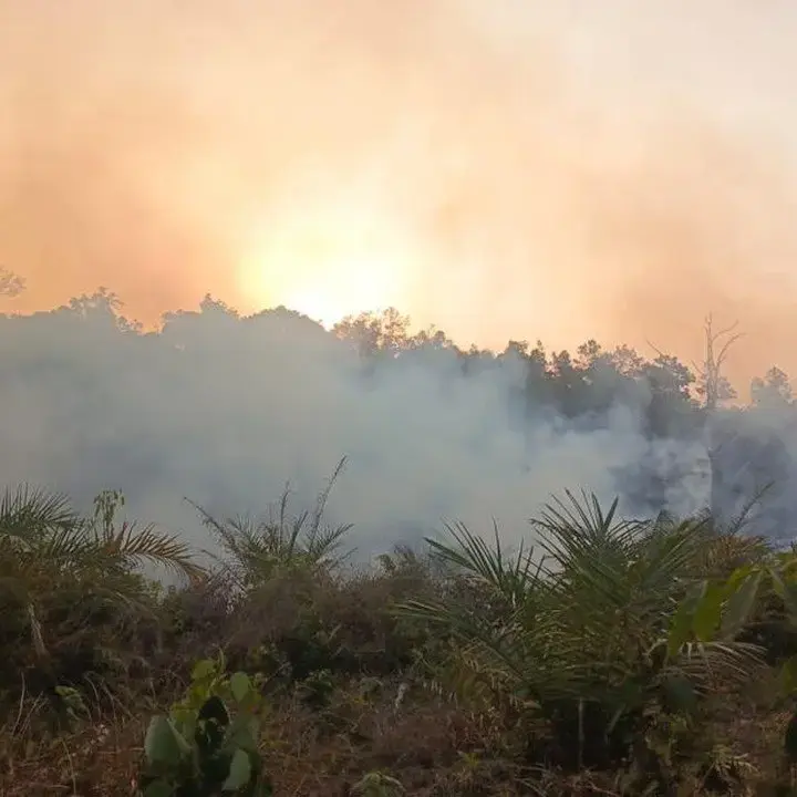 228 Hektare Lahan Terbakar di Jabar, Pemprov Ingatkan Bahaya Membakar Lahan