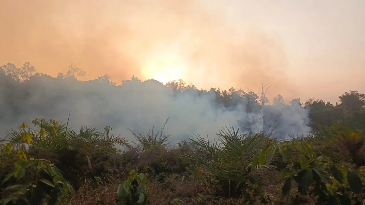 228 Hektare Lahan Terbakar di Jabar, Pemprov Ingatkan Bahaya Membakar Lahan