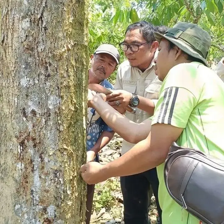 Kementan Libatkan Tim Ahli Atasi Gejala Bangkalan pada Durian Sulawesi Tengah