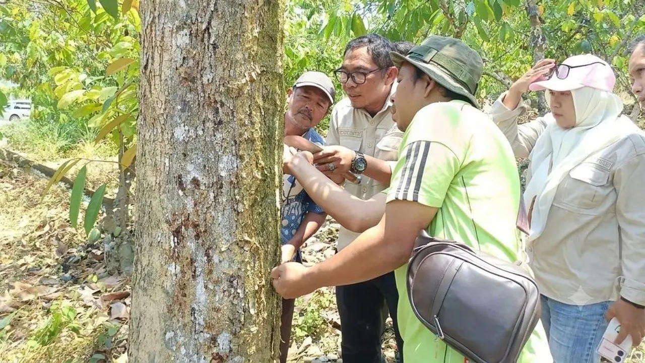 Kementan Libatkan Tim Ahli Atasi Gejala Bangkalan pada Durian Sulawesi Tengah