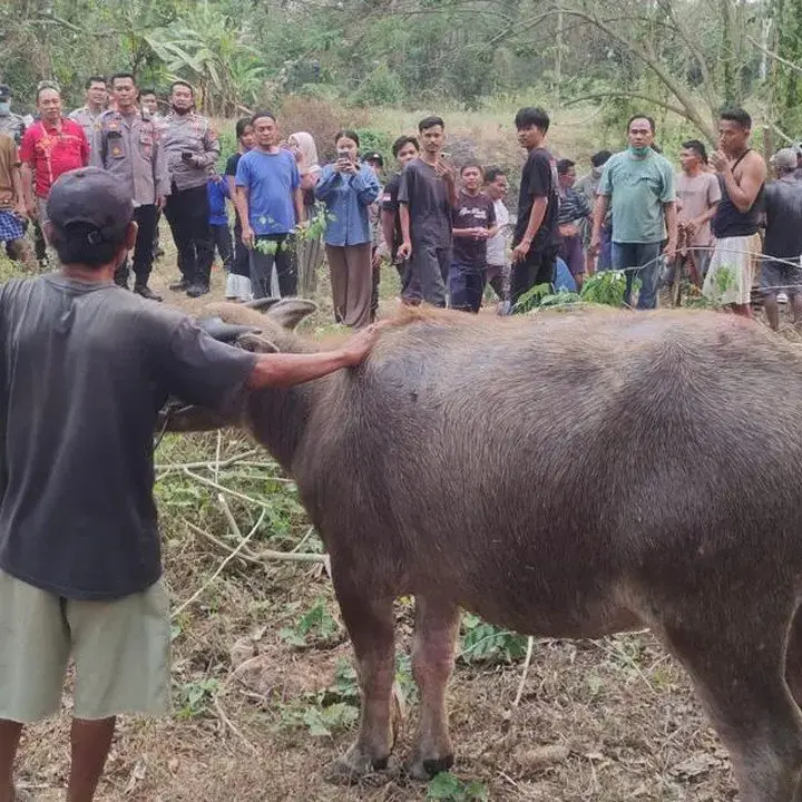 Kerbau Betina Berhasil Diselamatkan dari Sumur 11 Meter di Serang