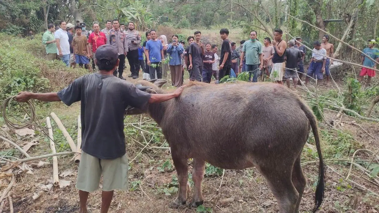 Kerbau Betina Berhasil Diselamatkan dari Sumur 11 Meter di Serang