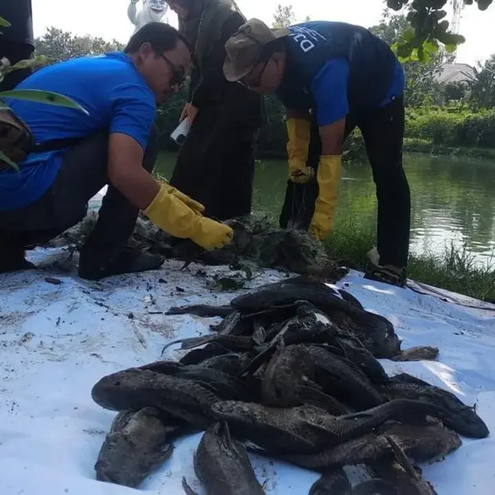 Pemprov DKI Alokasikan Rp 250 Juta untuk Studi Ikan Sapu-Sapu