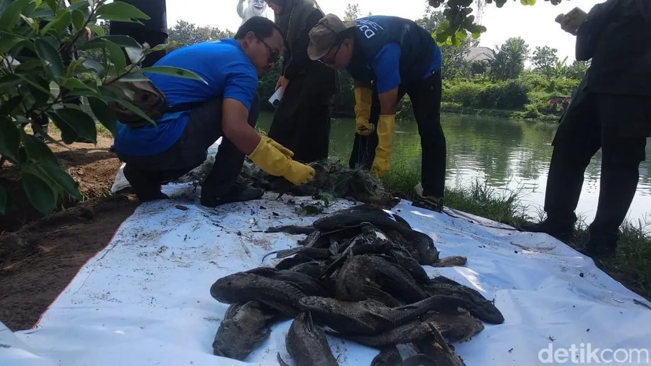 Pemprov DKI Alokasikan Rp 250 Juta untuk Studi Ikan Sapu-Sapu