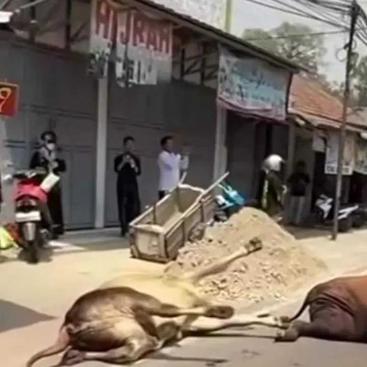 Truk Sapi Kecelakaan di Lebak, Enam Ekor Lepas ke Permukiman