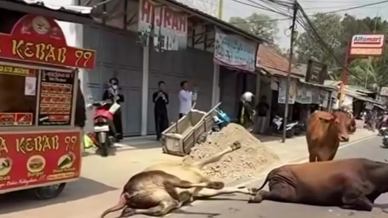 Truk Sapi Kecelakaan di Lebak, Enam Ekor Lepas ke Permukiman